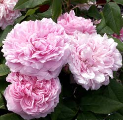 Roseira 'Jacques Cartier'